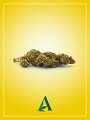 Cima cannabis legale Tropical Haze Skunk