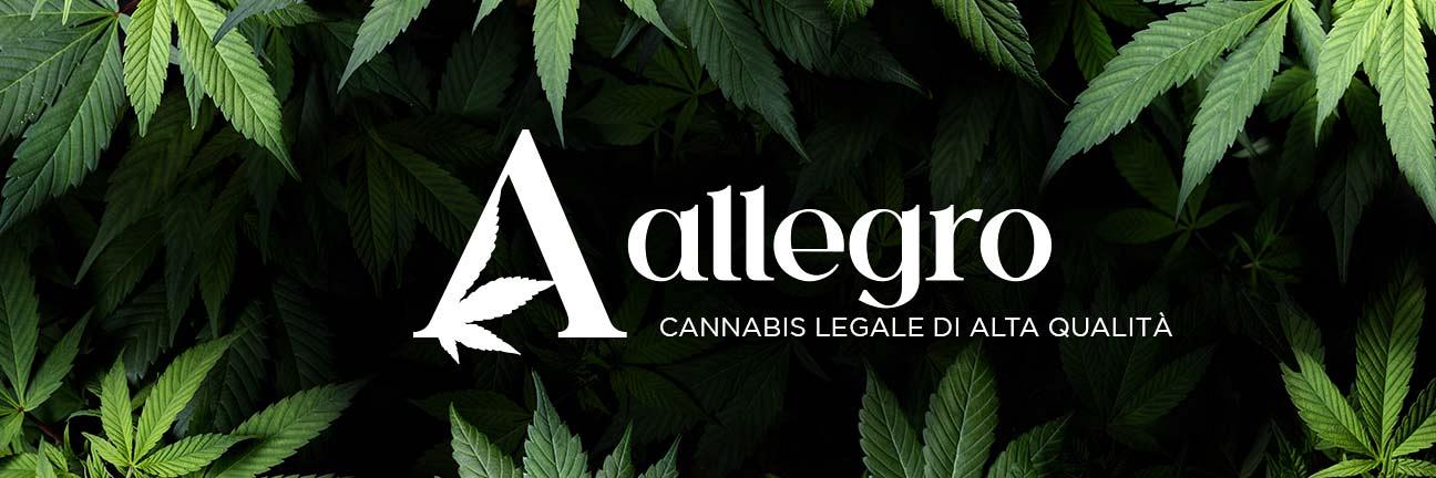 Allegro shop online cannabis legale di alta qualit